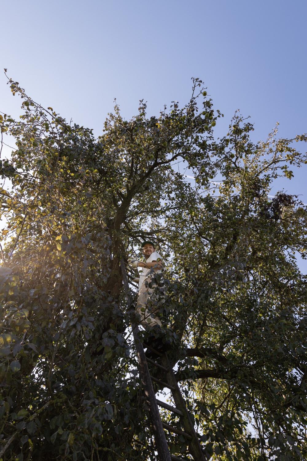 Pears on the branch, Elegast orchard