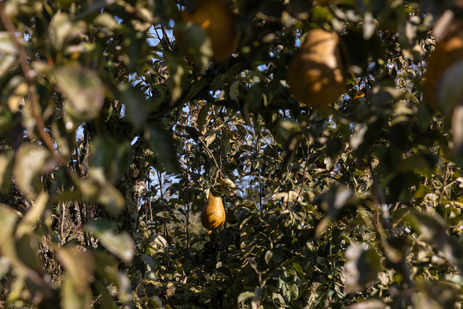 Pears ripening in the orchard