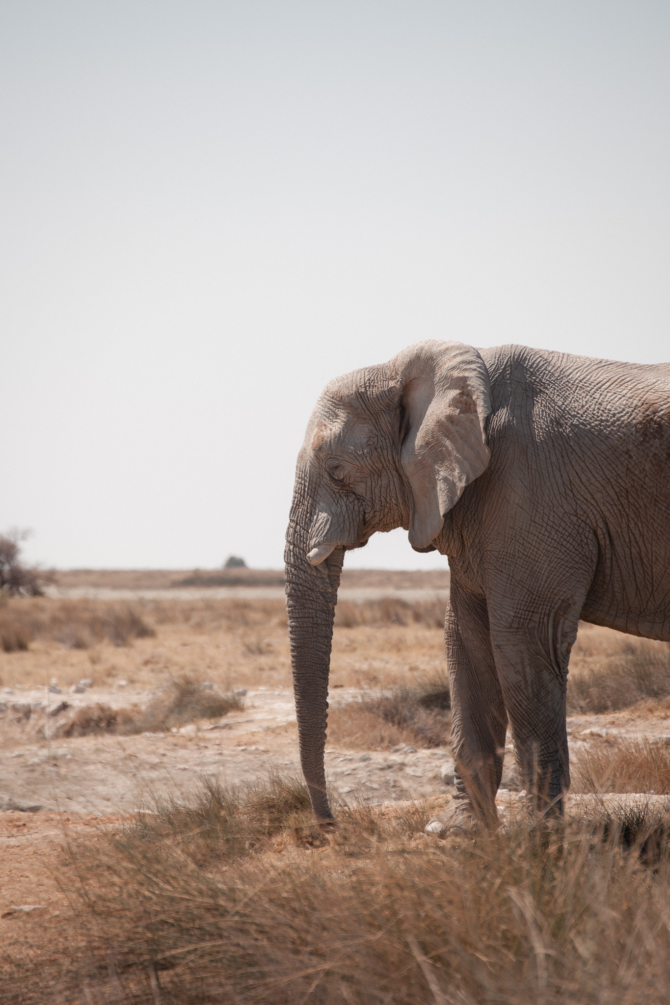 Namibia — elephant