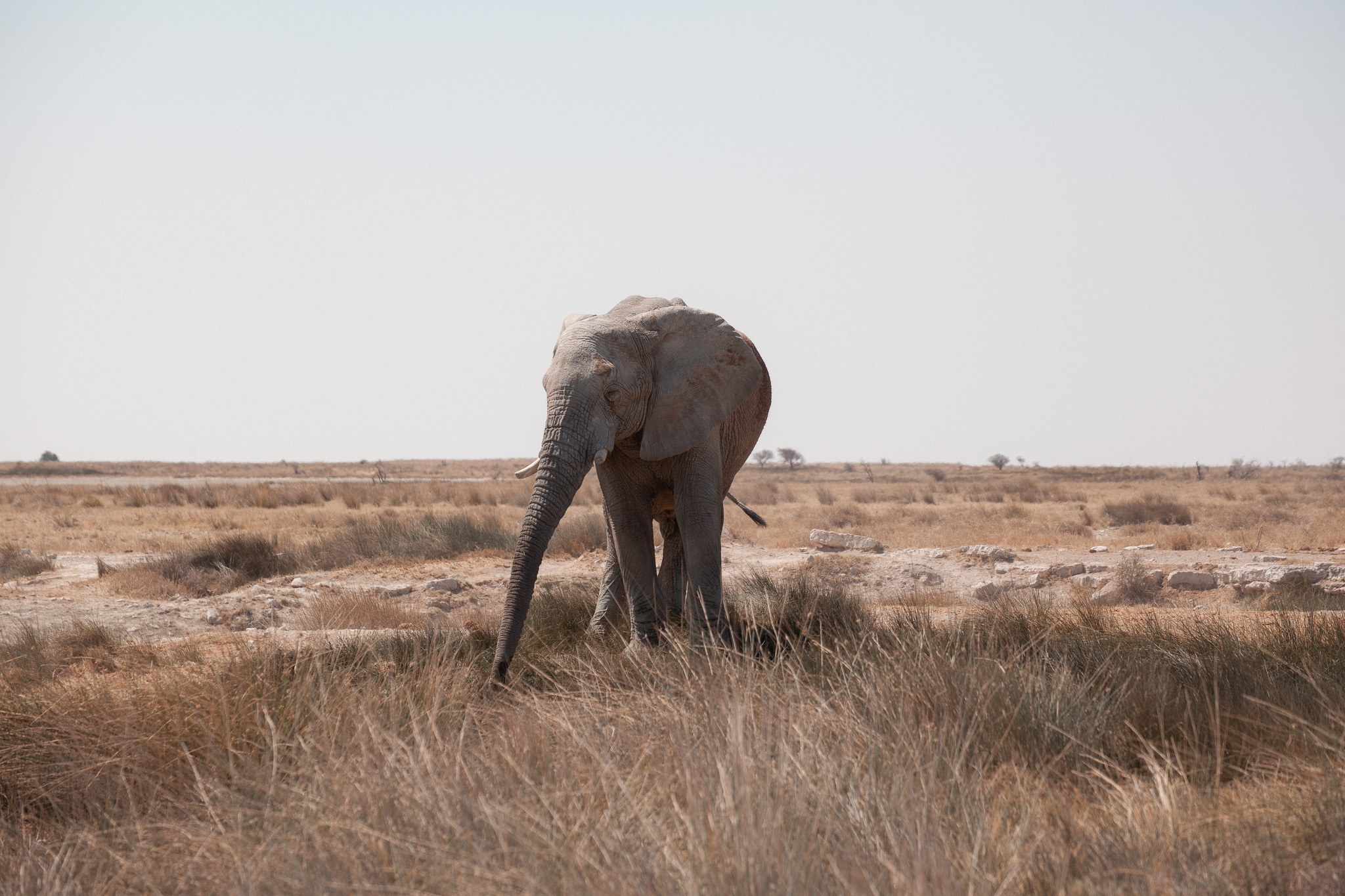 Namibia — elephant in the grass