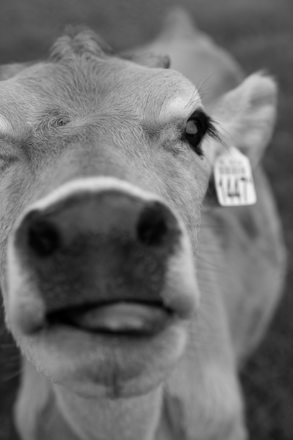 Portrait of a cow, Remeker farm
